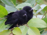 A10A9451Groove-billed_Ani_Chicks