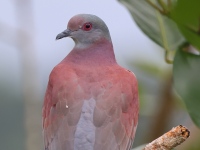 A10A9460Pale-vented_Pigeon
