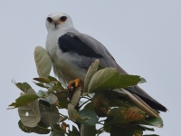 A10A9467White-tailed_Kite
