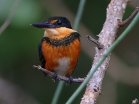 A10A9567Female_American_Pygmy_Kingfisher