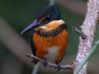 A10A9575Female_American_Pygmy_Kingfisher
