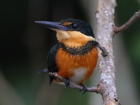 A10A9597Female_American_Pygmy_Kingfisher