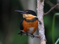 A10A9602Female_American_Pygmy_Kingfisher