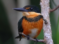 A10A9609Female_American_Pygmy_Kingfisher