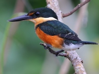 A10A9643Female_American_Pygmy_Kingfisher