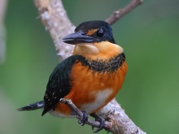 A10A9671Female_American_Pygmy_Kingfisher