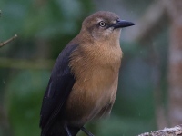 A10A9735Female_Nicaraguan_Grackle