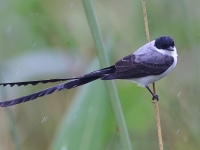 A10A9781Fork-tailed_Flycatcher