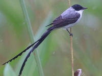 A10A9788Fork-tailed_Flycatcher