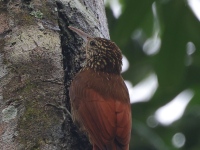 A10A9920Streak-headed_Woodcreeper