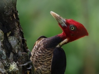 FL6A0032Pale-billed_Woodpecker
