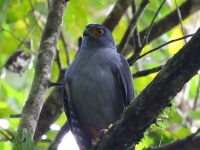 FL6A0068Bicolored_Hawk