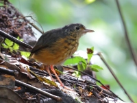 FL6A0102Thicket_Antpitta