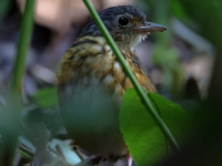 FL6A0112Thicket_Antpitta