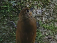 FL6A0150Wedge-billed_Woodcreeper