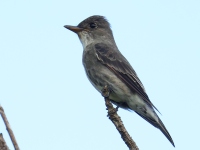 FL6A0230Olive-sided_Flycatcher