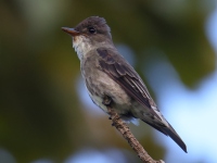 FL6A0263Olive-sided_Flycatcher