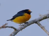 FL6A0297White-vented_Euphonia