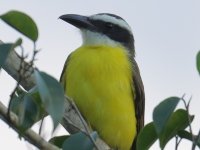 FL6A0360Boat-billed_Flycatcher
