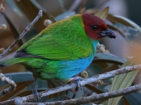 FL6A0396Bay-headed_Tanager