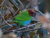 FL6A0397Bay-headed_Tanager