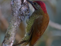 FL6A0413Golden-olive_Woodpecker