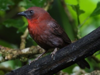 FL6A0540Red-throated_Ant-tanager