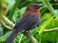 FL6A0562Red-throated_Ant-tanager