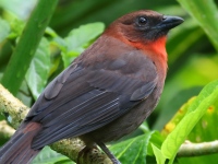 FL6A0571Red-throated_Ant-tanager