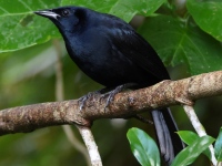 FL6A0609Melodious_Blackbird