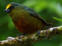 FL6A0704Olive-backed_Euphonia