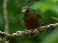 FL6A0717Olive-backed_Euphonia