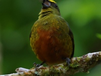 FL6A0743Olive-backed_Euphonia