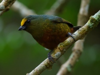 FL6A0774Olive-backed_Euphonia