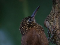 FL6A0816Cocoa_Woodcreeper