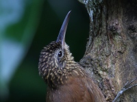 FL6A0846Cocoa_Woodcreeper