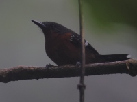 FL6A0992Dot-Winged_Antwren