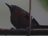 FL6A1008Dot-Winged_Antwren