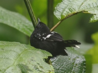 FL6A1049Dot-Winged_Antwren