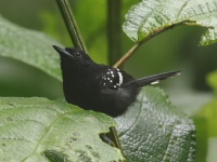 FL6A1071Dot-Winged_Antwren