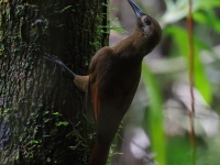 FL6A1371Plain-brown_Woodcreeper