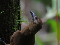 FL6A1385Plain-brown_Woodcreeper