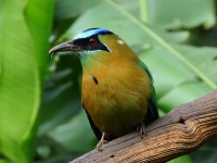 FL6A1485Lessons_Motmot
