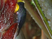 FL6A1974White-tipped_Sicklebill