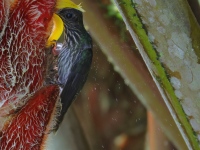 FL6A1975White-tipped_Sicklebill