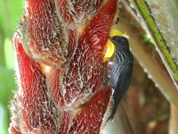 FL6A1982White-tipped_Sicklebill