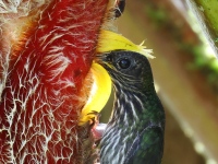 FL6A1983White-tipped_Sicklebill