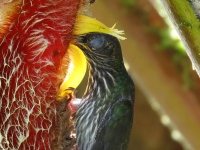 FL6A1986White-tipped_Sicklebill