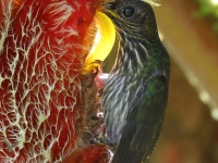 FL6A1988White-tipped_Sicklebill