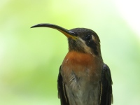 FL6A2036Band-tailed_Barbthroat